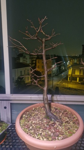 Pre bonsai carpino bianco - carpino,