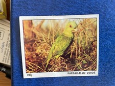 PANINI ALBUM IL MONDO DEGLI ANIMALI 1970 PAPPAGALLO VERDE 203 RECUPERO