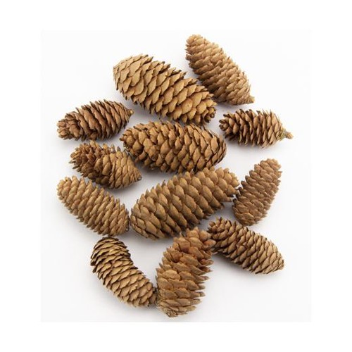 Stafil coni abete 9 cm - stafil,