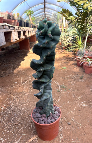 Cereus forbesii spiralis - forbesii,