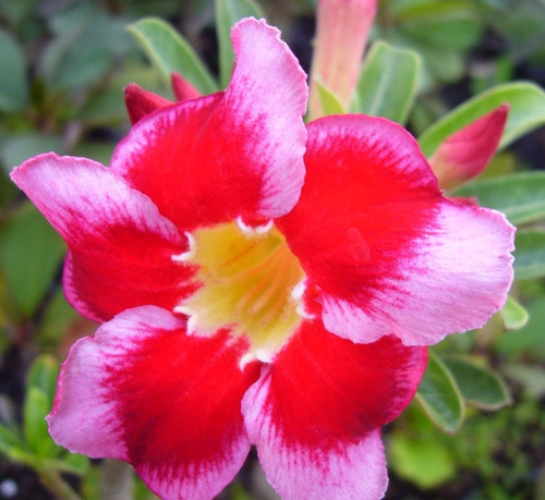 Rosa del deserto adenium - del,