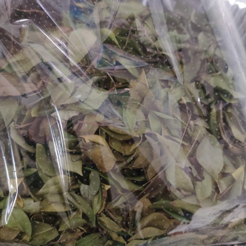 Foglie mirto essiccate - foglie,