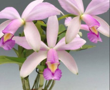 Cattleya violacea var. pianta