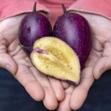 PP 1362MZ Pepino Melone Peer