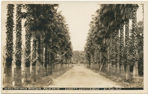 Augustine washingtonia - augustine, fl