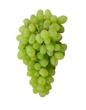 Pianta di UVA VITE innestata