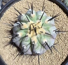 Rara Copiapoa cinerea WYSIWYG