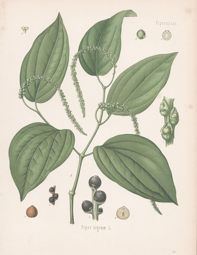 Piper nigrum pepe pepper - nigrum,