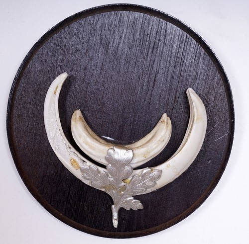 Bellissimi trofeo denti - bellissimi,