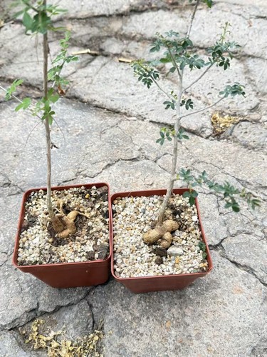 Pianta succulenta boswellia - succulenta,