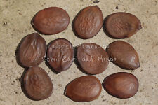 ALBERO DELLE ORCHIDEE VIOLA -