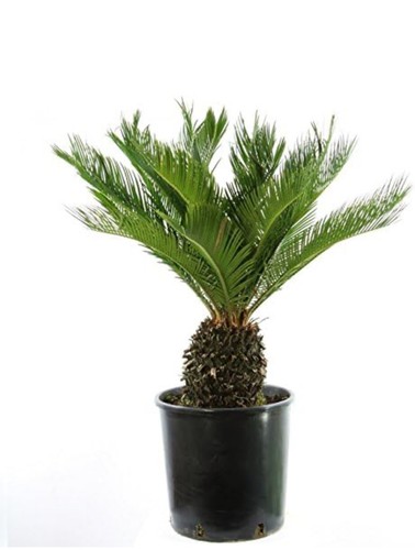 Cycas revoluta esemplari - cycas,
