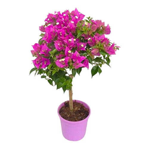 Pianta bouganvillea - di,