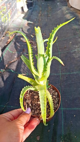 Aloe arborescens variegata - arborescens,