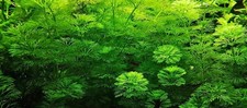 Limnophila Sessiflora,Pianta Acquario,Laghetto,Crescita Veloce,Mangia Alghe