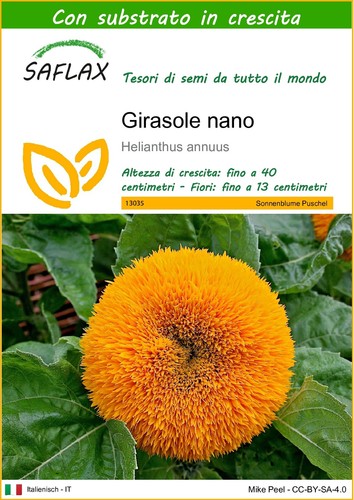 Saflax girasole nano - -, 40