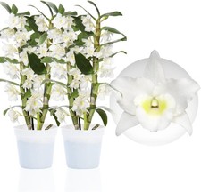 Piante di orchidea - Bamboo