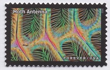 US 5802h Life Antenna falena