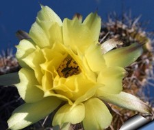 Lobivia aurea “884 RAP”