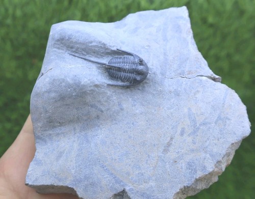Cyphaspis eberhardiei