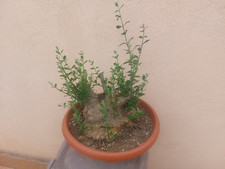 PREBONSAI OLIVASTRO VALLATA AMENDOLEA COSTA JONICA CALABRIA