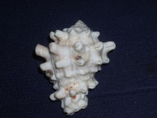 VASUM  TURBINELLUS ALBINO