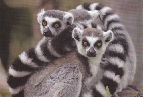 Lemur cartolina 9 - *,