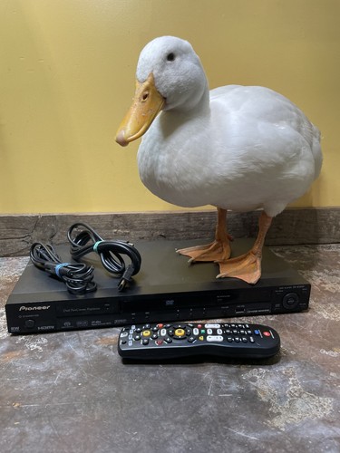 Pioneer 610av region - region, free