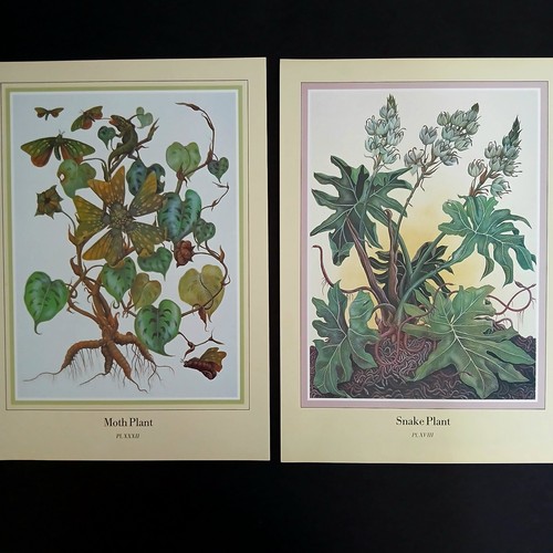 Vintage una woodruff - vintage, serpente