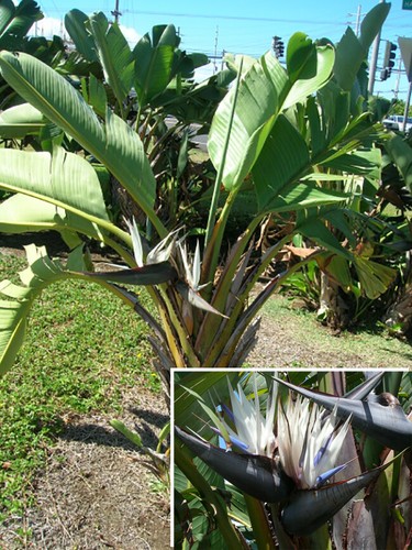 Strelitzia nicolai uccellino - strelitzia, nicolai,