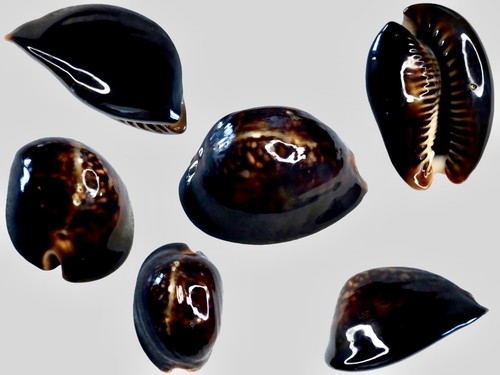 Cypraea mauritiana port - mauritiana,,