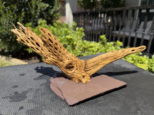Cholla driftwood acquari - driftwood,