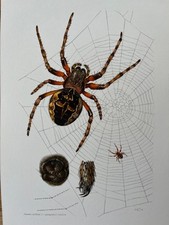 Stampa insetti ragno Araneus ocellatus. zoologia e biologia antica e vintage