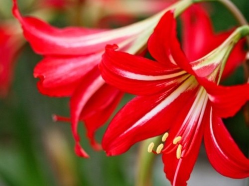 Bulbi amaryllis diametro - bulbi, di