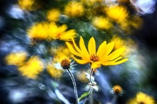 Helios 44M 2/58MM Trioplan obiettivo sovietico modificato attacco SRL М42