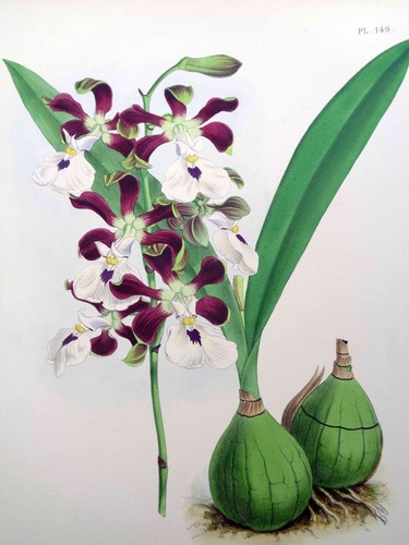 John nugent fitch originale - john,
