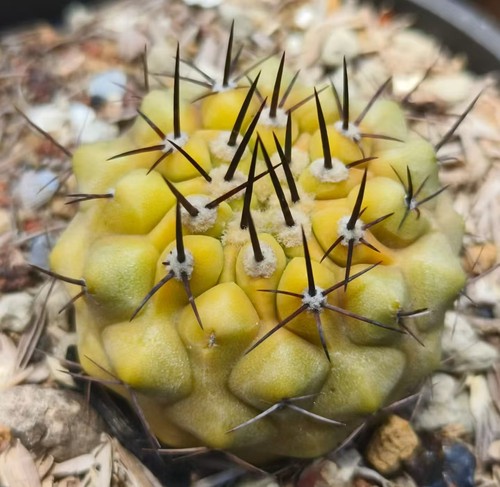 Vendita rara pianta - , cactus