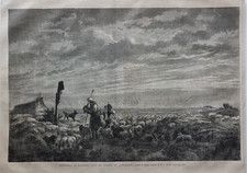 Stampa antica 1865 Pastorizia