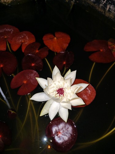 Nymphaea perù puerto - perù,
