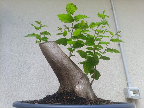 Bonsai xxl carpino - bonsai,