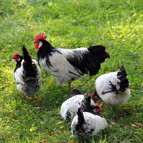 Uova fertili feconde - ,