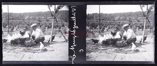 Francia pollaio luglio 1933 - pollaio, 16