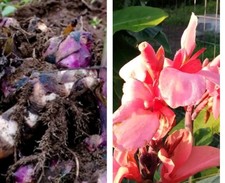 2 Pezzi Rizomi DI CANNA INDICA