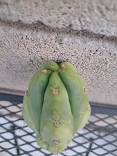 Echinopsis Cereus Hybrid