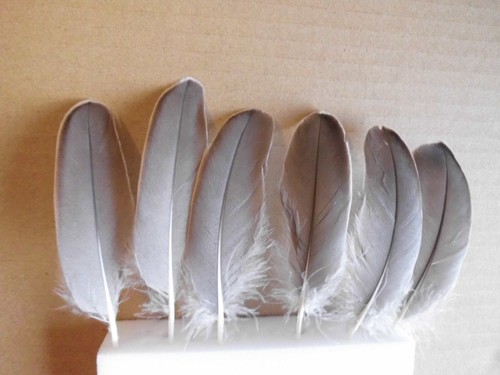 Piume oca grigie 10 cm - piume,