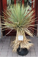 Yucca rostrata thompsoniana - yucca,