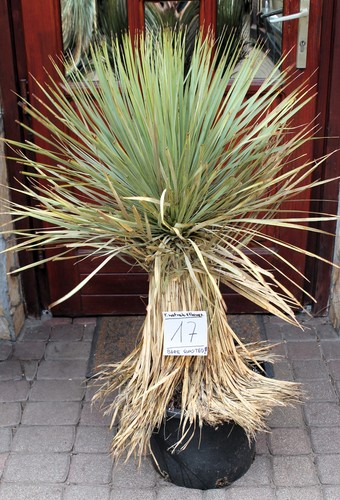 Yucca rostrata thompsoniana - yucca, x