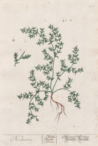 Ruptureworts erbe botanica - ruptureworts,
