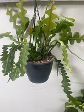 Epiphyllum anguliger Fishbone