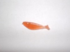 PESCIOLINO ARTIFICIALE SILICONE PESCA VINTAGE/ SILICON FISH FISHING SPINNING